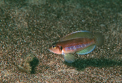 Lamprologus ocellatus 'Isanga Bay'